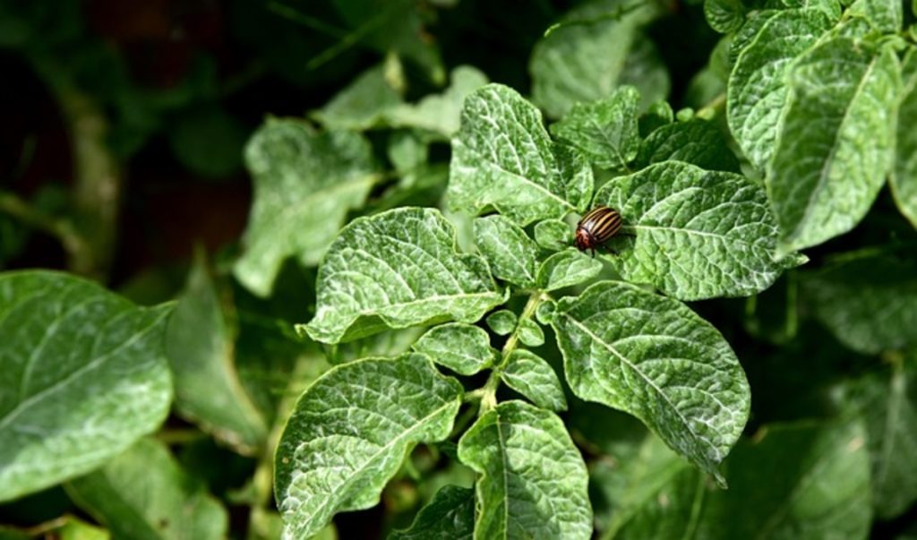 Potato Plant Leaves