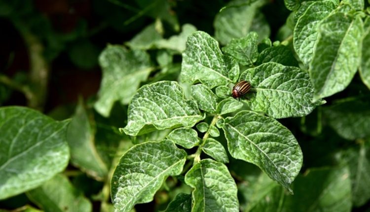 Potato Plant Leaves