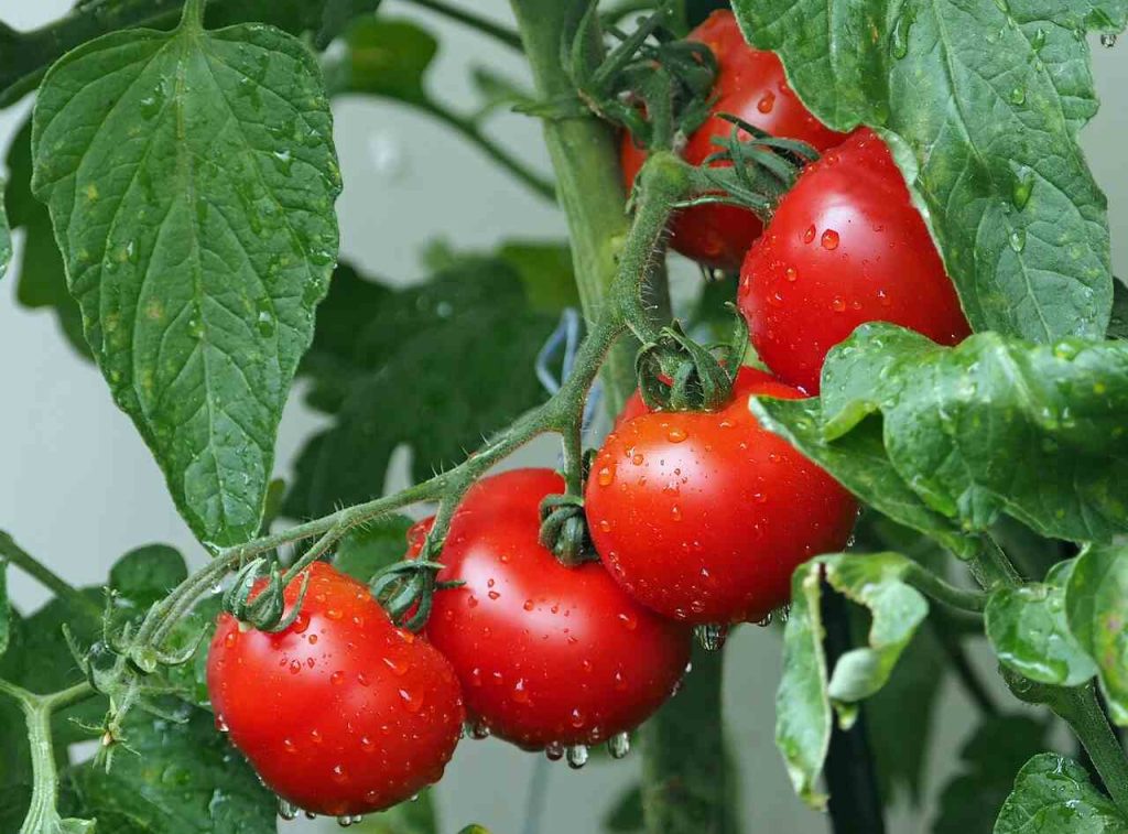 Red Leaf Plant