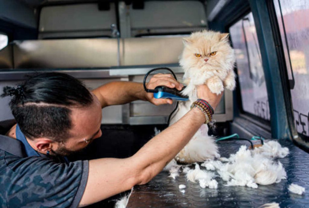 Cat grooming service
