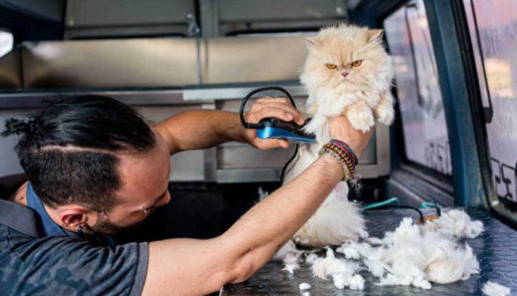 Cat grooming service