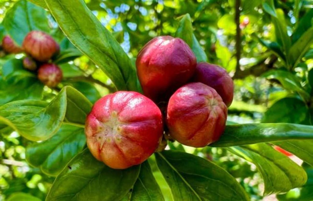 Pruning and Fertilizing Fruit Plants