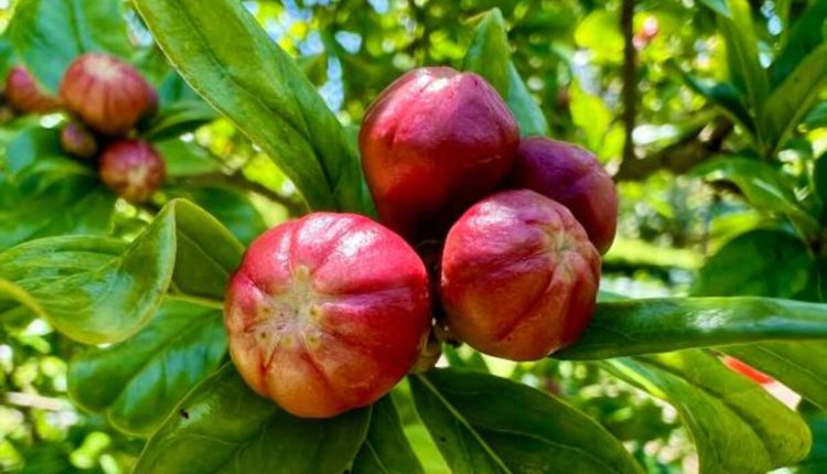 Pruning and Fertilizing Fruit Plants