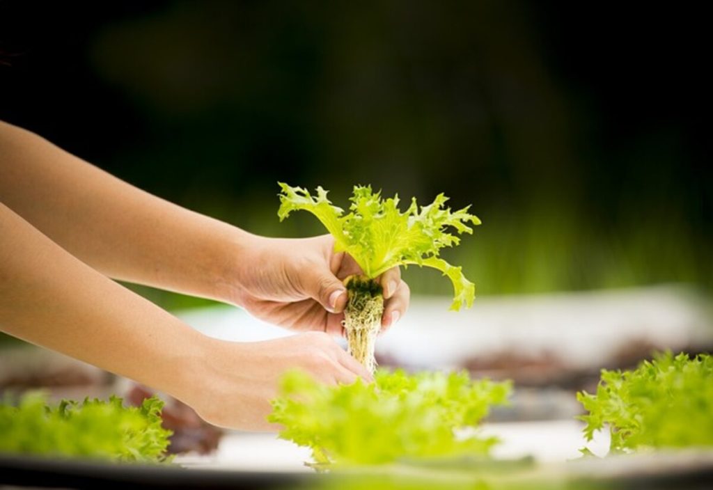 top hydroponics