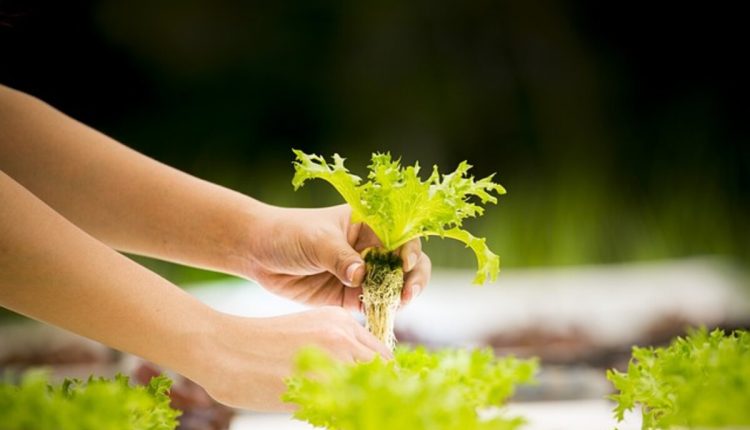 top hydroponics