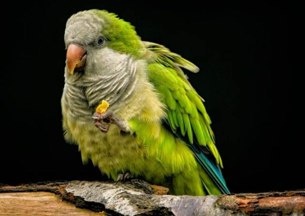 Finding the Perfect African Gray Parrot