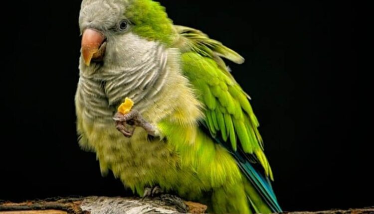Finding the Perfect African Gray Parrot