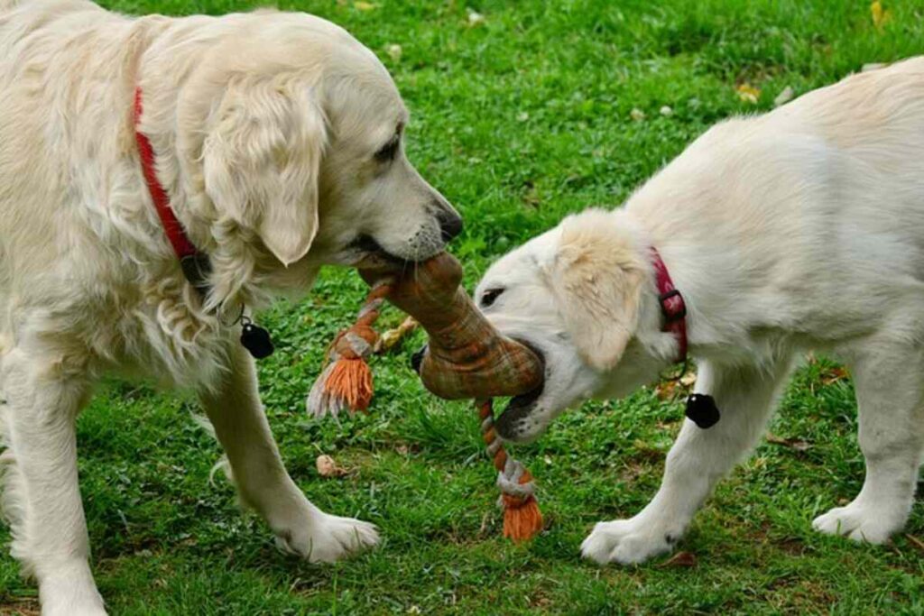 Top Indestructible Dog Toys Assessed