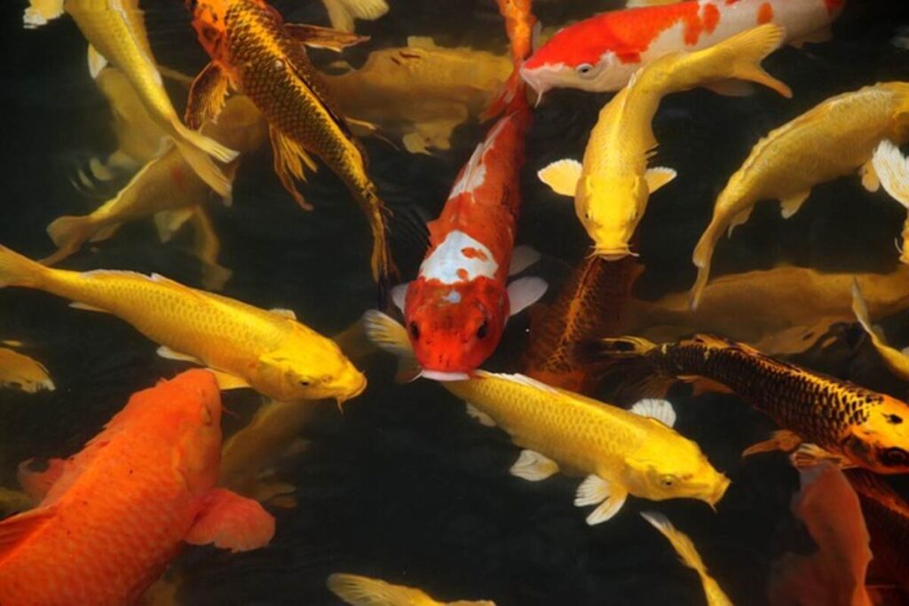 Arowana Fish Tips for First-Time Buyers