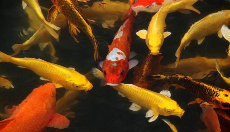 Arowana Fish Tips for First-Time Buyers